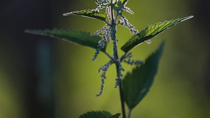 nettle-1485715_1920
