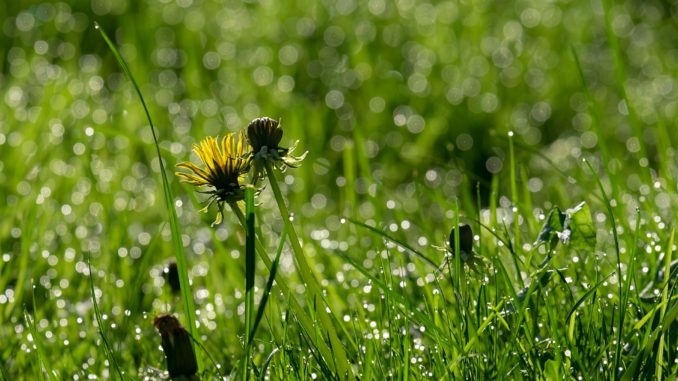 dandelion-3352459_1920