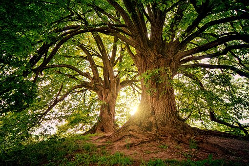 tree-3822149__340
