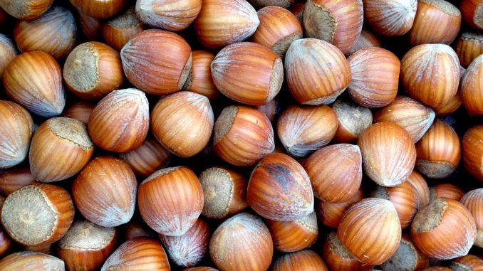 hazelnuts-2324662_1280