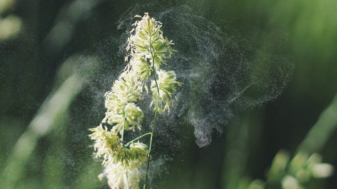 plant-692141_960_720