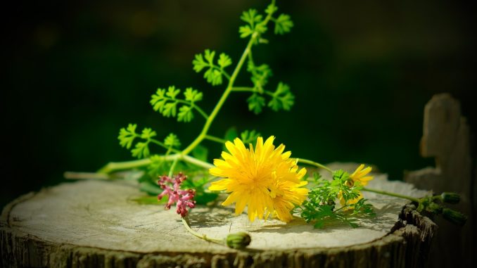 still-life-1326405_960_720
