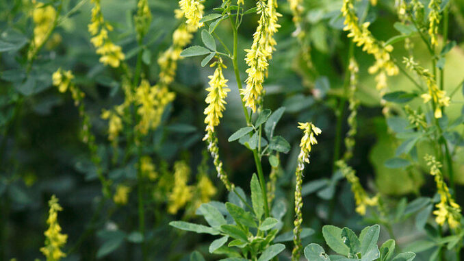 12178920-Melilotus-officinalis-Echter-Steinklee-gelber-Steinklee-auch-Gewoehnlicher-Steinklee-Echter-Steinklee